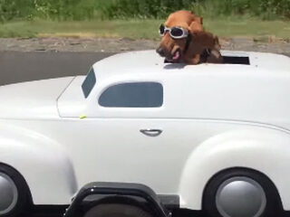 Coole hond reist in stijl