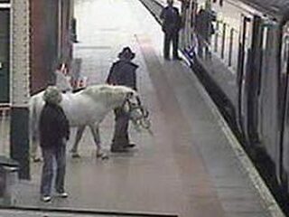 Nooit Grappig: Een paard in het gangpad
