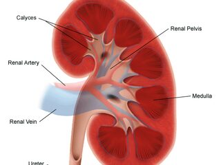 Nooit Grappig: Een orgaan donieren