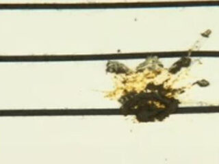 Nooit Grappig: muziekstuk van vogelkak