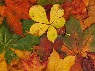 Omdat het herfst is: de 3FM Vallende Blaadjes Playlist