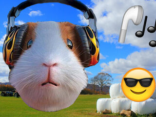 Op deze muziek gaat je huisdier mega lekker