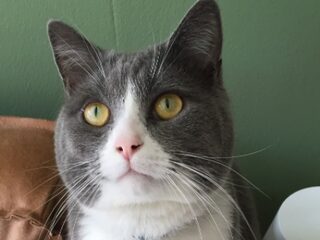 Tara herdenkt kat Oscar op bijzondere plek