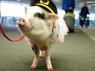 Knuffel je vliegangst weg met Lilou