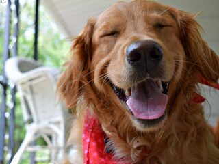 Honden hebben ook een muzieksmaak, hoor