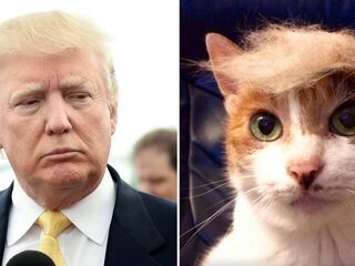 Teveel Trump in je timeline? Verander hem in een kitten!