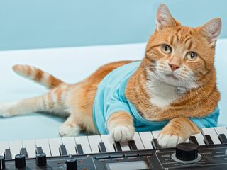 Kip, treinliefde en ketchup-robots: dit zijn de favoriete Youtube-virals van 3FM-DJ's