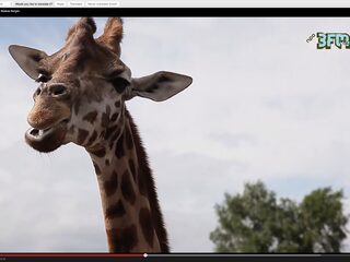 Wat gebeurt er als je Sue The Night loslaat tussen de giraffen?