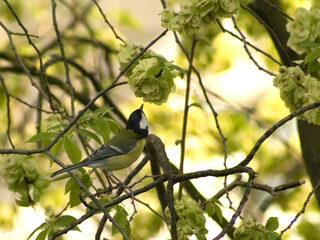 Tweeten tijdens examen Tehatex
