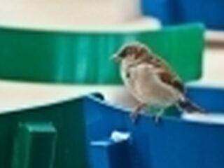 Vogels verstoren eindexamens