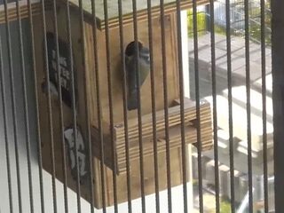 Livestream: volg het 3FM-vogelhuisje