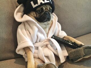 Hilarisch: deze honden kijken ook naar het Glazen Huis