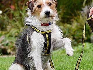 De Week Top 5: ‘Toutou’ en zijn Franse accent