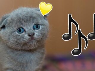 Hebben dieren eigenlijk ook iets met muziek?