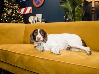 Eén voor Alfie, Alfie voor allen!