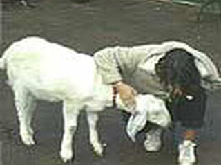 De geit in de muziek: goatstep