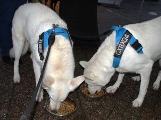 Dit hondenontbijt is de schattigste actie van dit jaar