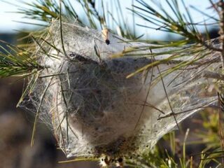 Slecht nieuws: het broertje van de eikenprocessierups is onderweg!