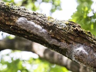 'Doe mij er maar 12': er bestaat een processierupsen-val!