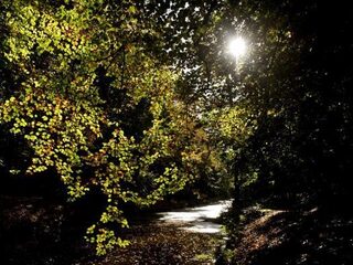 Je kunt nu een boom planten tijdens het shoppen