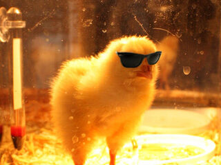 Zweten van de stress én hitte