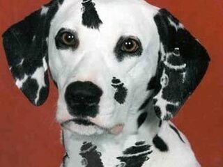 Nooit Grappig: seks met viervoeters