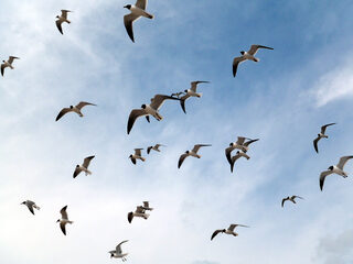 Een gevleugelde playlist