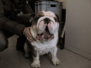 Niet likken! De wake-up service voor Gerard Ekdom