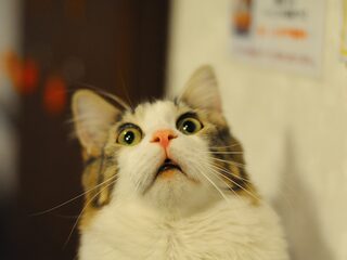 Klaas castreert kater en geeft startschot voor rollator race