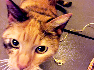 Glazen Huis poes vindt een gezin!