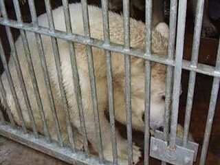 Michiel adopteert Henk