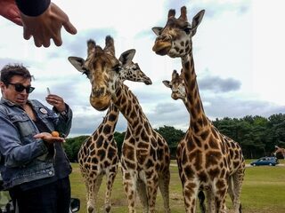 3voor12 op Safari met The War On Drugs