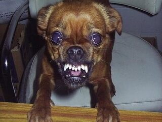 Nooit Grappig: Hond bijt Hans