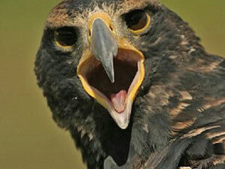 8 Tracks tijdens de Nationale Tuinvogeltelling