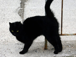 Listomania: Vette pech op vrijdag de dertiende