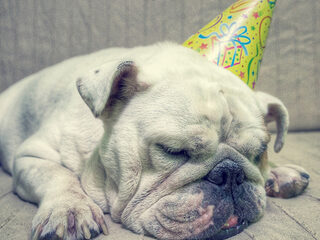 Listomania: 13 honden uit de muziekwereld