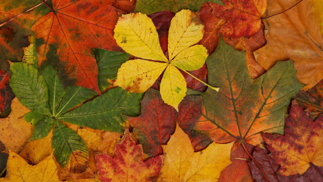 Omdat het herfst is: de 3FM Vallende Blaadjes Playlist | NPO 3FM