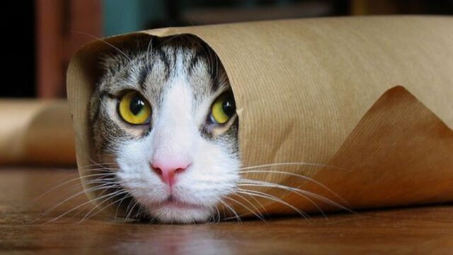 Het is komkommertijd en Internationale Kattendag, dus hier: katten!