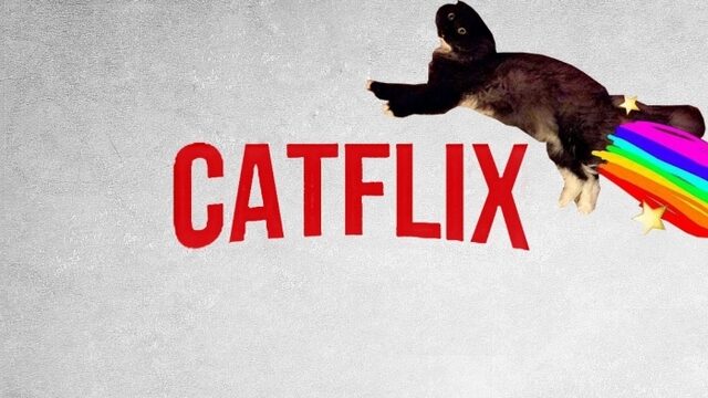 Instagramkatten Lize Korpershoek zenuwslopender dan Netflix