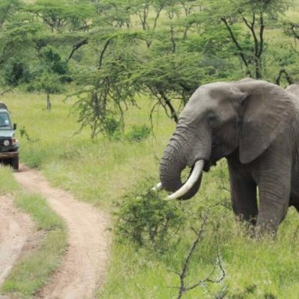 Stroper aangevallen door olifant en opgegeten door leeuwen