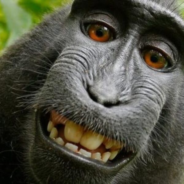 Jonge aap ontsnapt uit Diergaarde Blijdorp