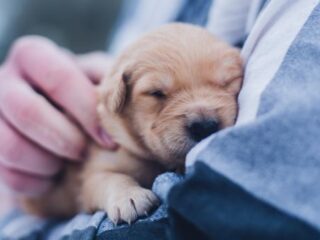 Droombaan als puppy-vertroetelaar: 100 dollar per uur