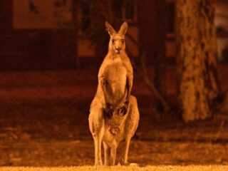 Bijna een half miljard dieren overleden door branden Australië