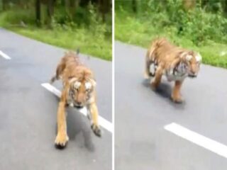 Motorrijder ontsnapt aan tijger