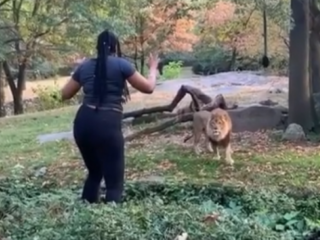 Vrouw klimt in leeuwenverblijf en danst en zwaait naar mannetjesleeuw