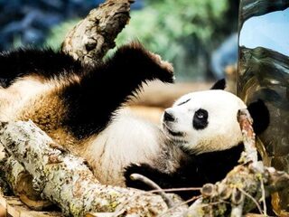Reuzenpanda in Ouwehands Dierenpark bevallen