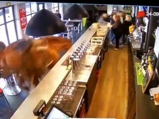 Op hol geslagen paard stormt café binnen