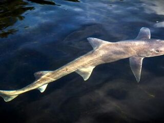 Haai gespot bij Nederlands strand
