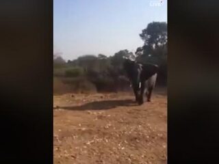 Safaritruck wordt aangevallen door olifant met enorme slagtanden