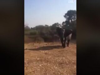 Safaritruck wordt aangevallen door olifant met enorme slagtanden